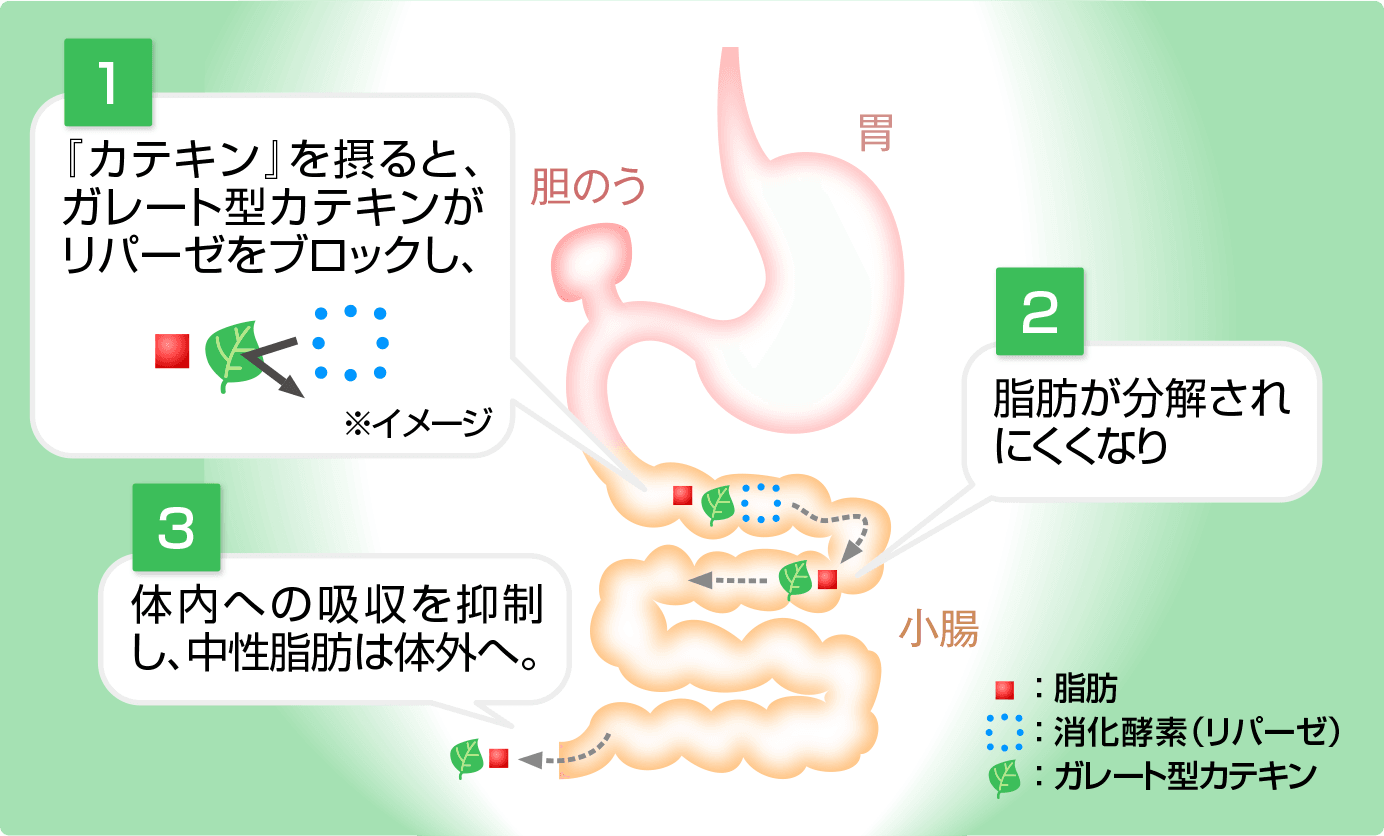 [1]「カテキン」を摂るとガレート型カテキンがリパーゼをブロックし、[2]脂肪が分解されにくくなり [3]体内への吸収を抑制し、中性脂肪は体外へ。
