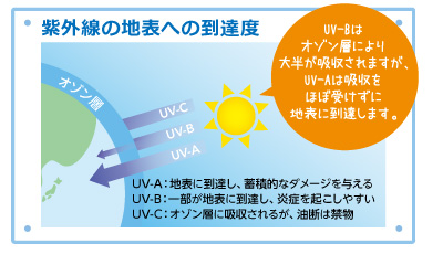 O̒n\ւ̓Bx UV-B̓I]w唼z܂AUV-A͋zقڎ󂯂ɒn\ɓB܂B UV-AFn\ɓBA~ϓIȃ_[W^ UV-BFꕔn\ɓBAǂN₷ UV-CFI]wɋz邪Af͋֕