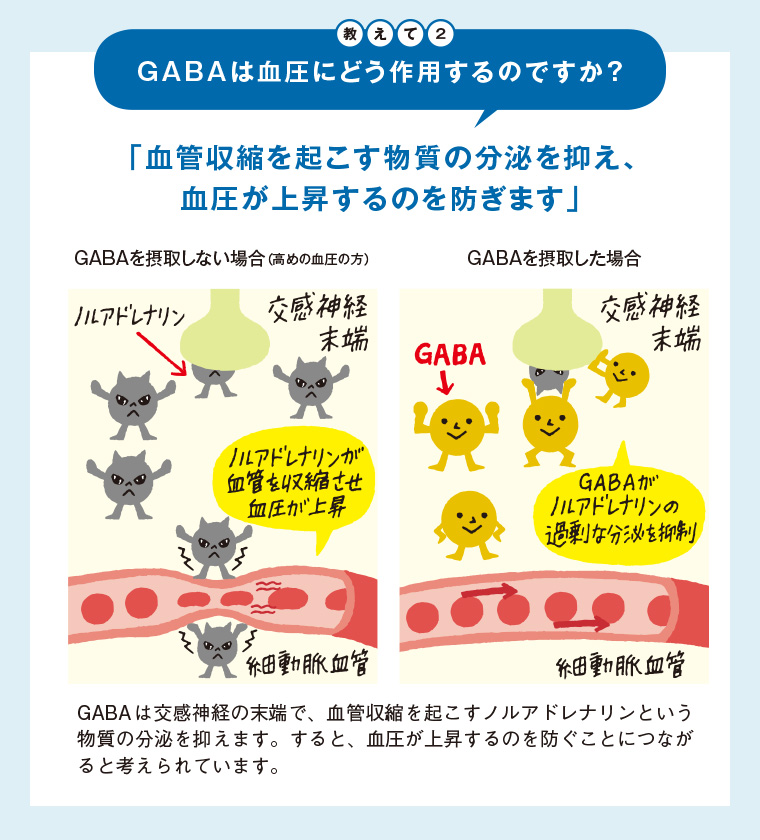 教えて2 GABAは血圧にどう作用するのですか？ 「血管収縮を起こす物質の分泌を抑え、血圧が上昇するのを防ぎます」 GABAを摂取しない場合（高めの血圧の方）･･･ノルアドレナリンが血管を収縮させ血圧が上昇　GABAを摂取した場合･･･GABAがノルアドレナリンの過剰な分泌を抑制　GABAは交感神経の末端で、血管収縮を起こすノルアドレナリンという物質の分泌を抑えます。すると、血圧が上昇するのを防ぐことにつながると考えられています。