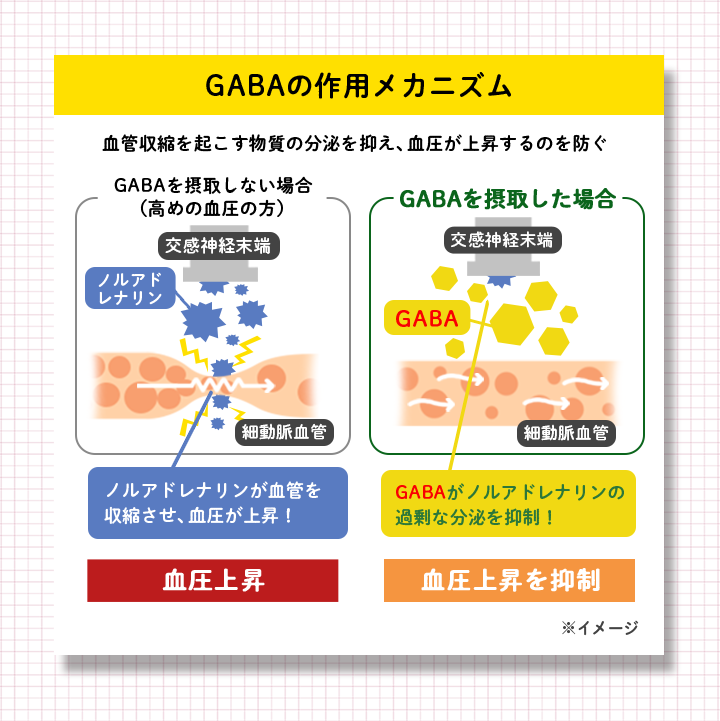 GABA̍pJjY@ǎkN̕}A㏸̂h@GABAێ悵Ȃꍇi߂̌̕jmAhiǂkA㏸I@GABAێ悵ꍇGABAmAhỉߏȕ}I