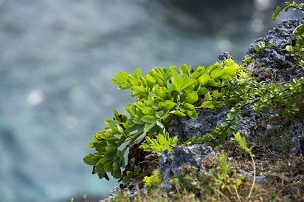 長命草