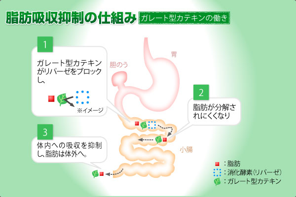 ガレート 型 カテキン